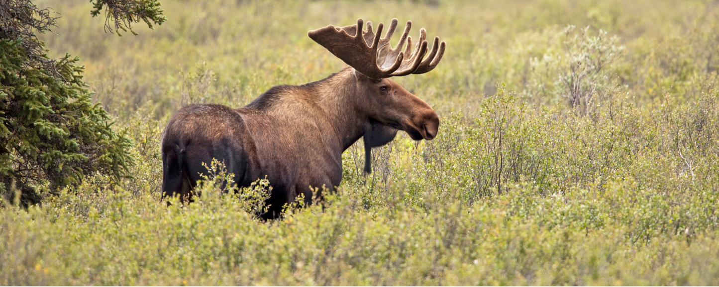Location Customizable Magnet - Animal Backgrounds MOOSE