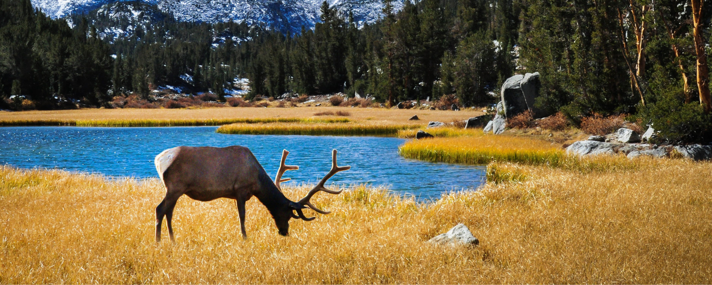 Location Customizable Magnet - Animal Backgrounds ELK BY LAKE