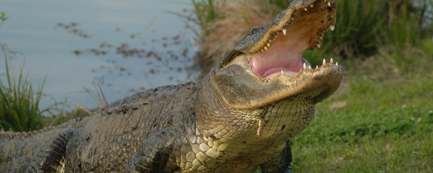 Location Customizable Magnet - Animal Backgrounds REAL ALLIGATOR