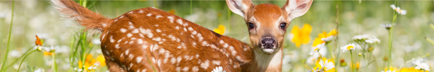 Location Customizable Shelf Sitters - Animal Backgrounds BABY DEER