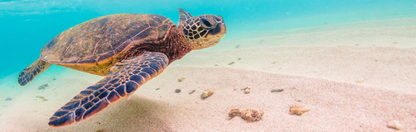 Location Customizable Mini Wall Sign - Ocean Backgrounds TURTLE