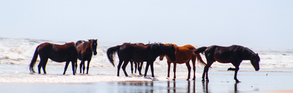 Location Customizable Wall Signs - Island Backgrounds OBX WILD HORSES