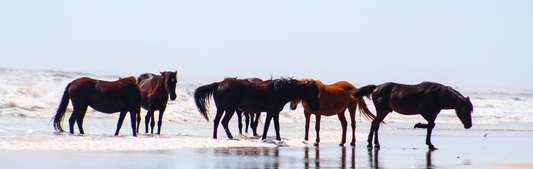 Location Customizable Wall Signs - Island Backgrounds OBX WILD HORSES
