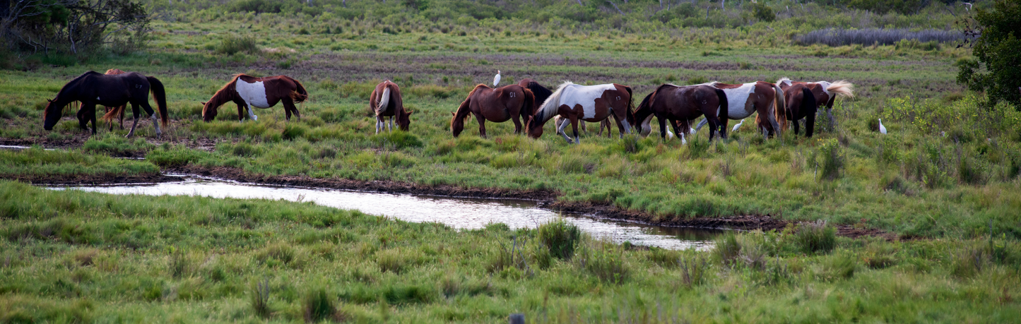 Location Customizable Wall Signs - Island Backgrounds WILD HORSES ON ISLAND