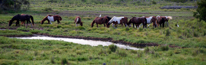 Location Customizable Wall Signs - Island Backgrounds WILD HORSES ON ISLAND