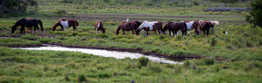 Location Customizable Wall Signs - Island Backgrounds WILD HORSES ON ISLAND