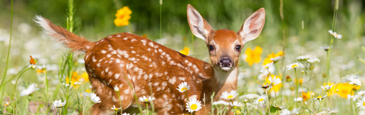Location Customizable Wall Signs - Animal Backgrounds BABY DEER
