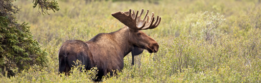 Location Customizable Wall Signs - Animal Backgrounds MOOSE