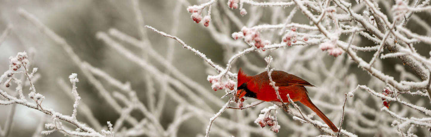 Location Customizable Mini Shelf Sitter - Christmas Backgrounds CARDINAL IN SNOW