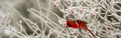 Location Customizable Mini Shelf Sitter - Christmas Backgrounds CARDINAL IN SNOW