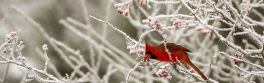 Location Customizable Mini Shelf Sitter - Christmas Backgrounds CARDINAL IN SNOW