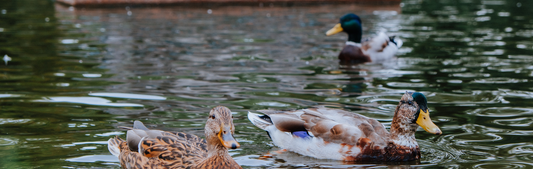 Location Customizable Mini Thin - Animal Backgrounds DUCKS