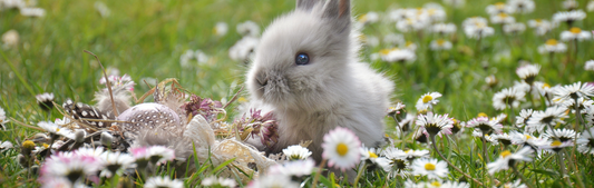 Location Customizable Mini Thin - Animal Backgrounds BUNNY