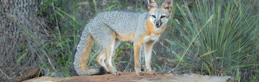 Location Customizable Wall Thin - Animal Backgrounds GRAY FOX