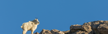 Location Customizable Wall Signs - Animal Backgrounds MOUNTAIN GOAT