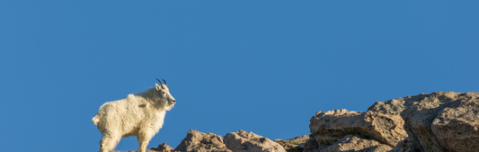 Location Customizable Wall Signs - Animal Backgrounds MOUNTAIN GOAT