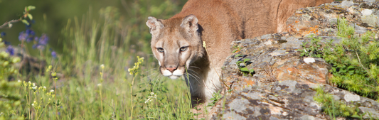 Location Customizable Wall Signs - Animal Backgrounds MOUNTAIN LION
