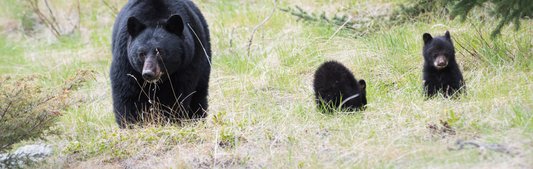 Location Customizable Mini Thin - Animal Backgrounds BLACK BEARS