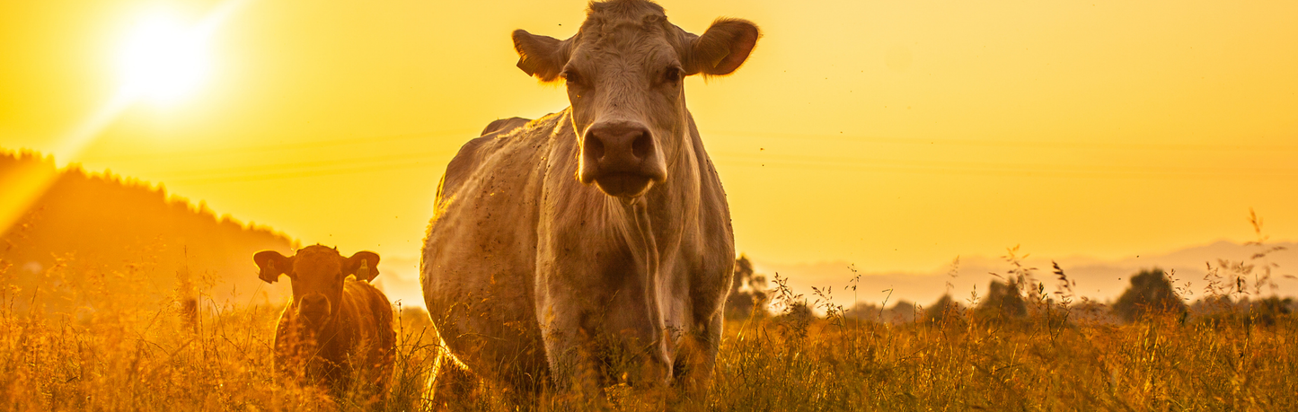 Location Customizable Mini Thin - Animal Backgrounds COWS IN FIELD