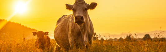 Location Customizable Mini Thin - Animal Backgrounds COWS IN FIELD