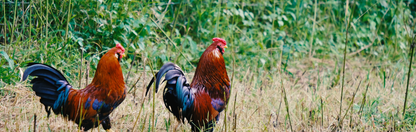 Location Customizable Wall Thin - Animal Backgrounds CHICKENS