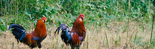 Location Customizable Wall Thin - Animal Backgrounds CHICKENS