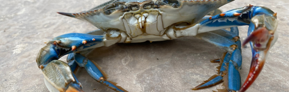 Location Customizable Mini Wall Sign - Ocean Backgrounds BLUE CRAB