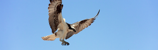 Location Customizable Wall Signs - Animal Backgrounds OSPREY