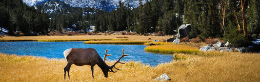 Location Customizable Wall Signs - Animal Backgrounds ELK BY LAKE