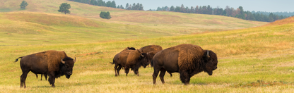 Location Customizable Mini Thin - Animal Backgrounds BUFFALO