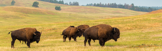 Location Customizable Mini Thin - Animal Backgrounds BUFFALO