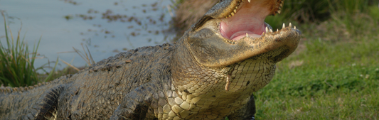 Location Customizable Wall Signs - Animal Backgrounds REAL ALLIGATOR