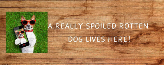 Magnet - Dog Theme A REALLY SPOILED ROTTEN DOG LIVES HERE