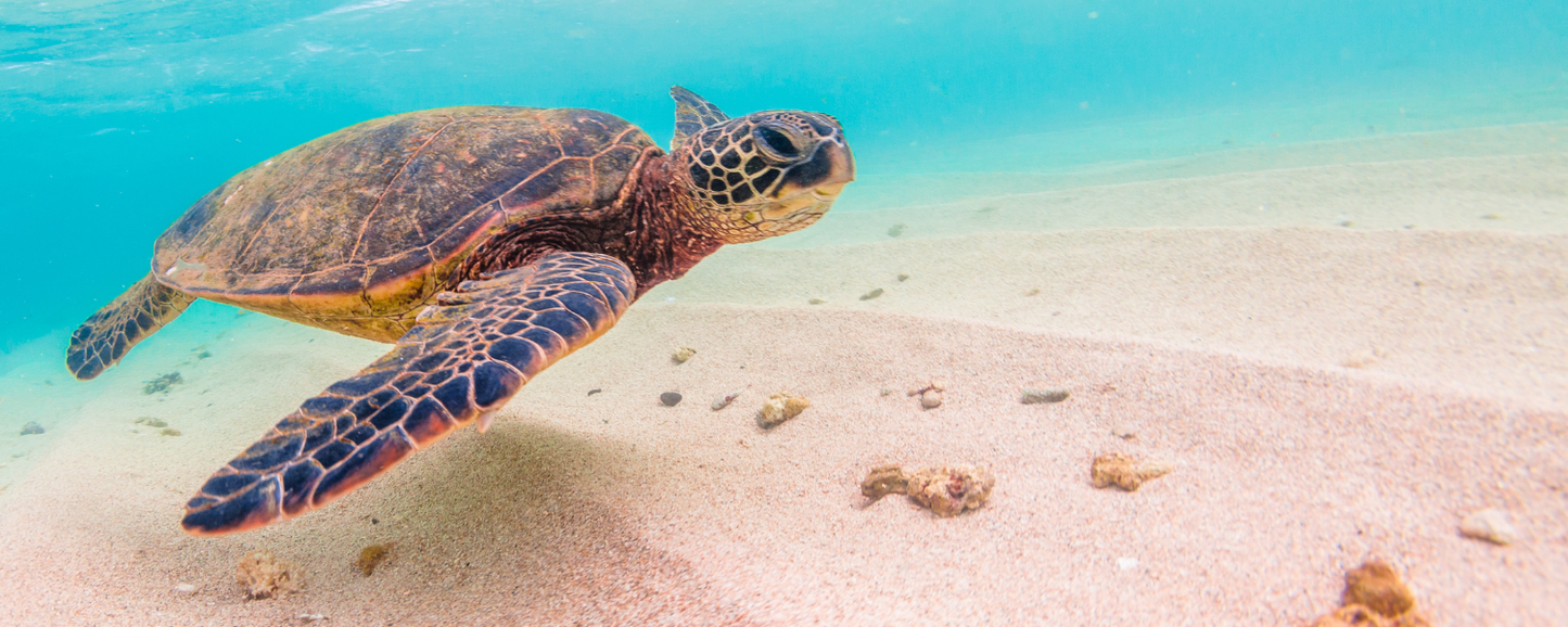 Location Customizable Magnet - Ocean Backgrounds TURTLE