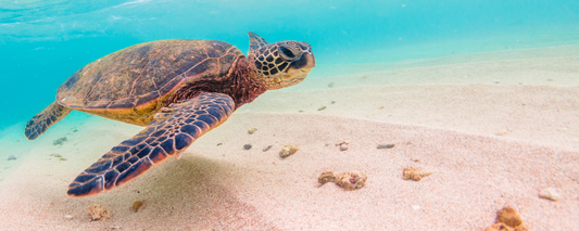 Location Customizable Magnet - Ocean Backgrounds TURTLE