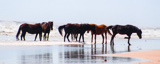 Location Customizable Magnet - Island Backgrounds OBX WILD HORSES