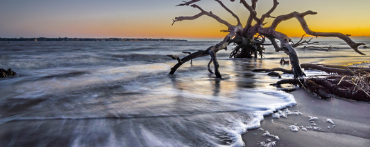 Location Customizable Magnet - Island Backgrounds DRIFTWOOD