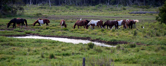 Location Customizable Magnet - Island Backgrounds WILD HORSES ON ISLAND