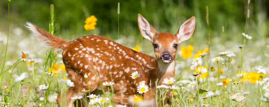 Location Customizable Magnet - Animal Backgrounds BABY DEER