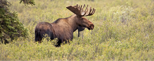 Location Customizable Magnet - Animal Backgrounds MOOSE
