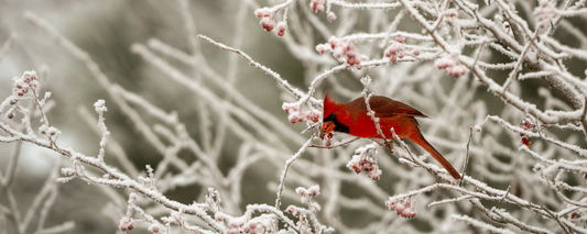 Location Customizable Magnet - Christmas Backgrounds CARDINAL IN SNOW