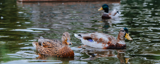Location Customizable Magnet - Animal Backgrounds DUCKS