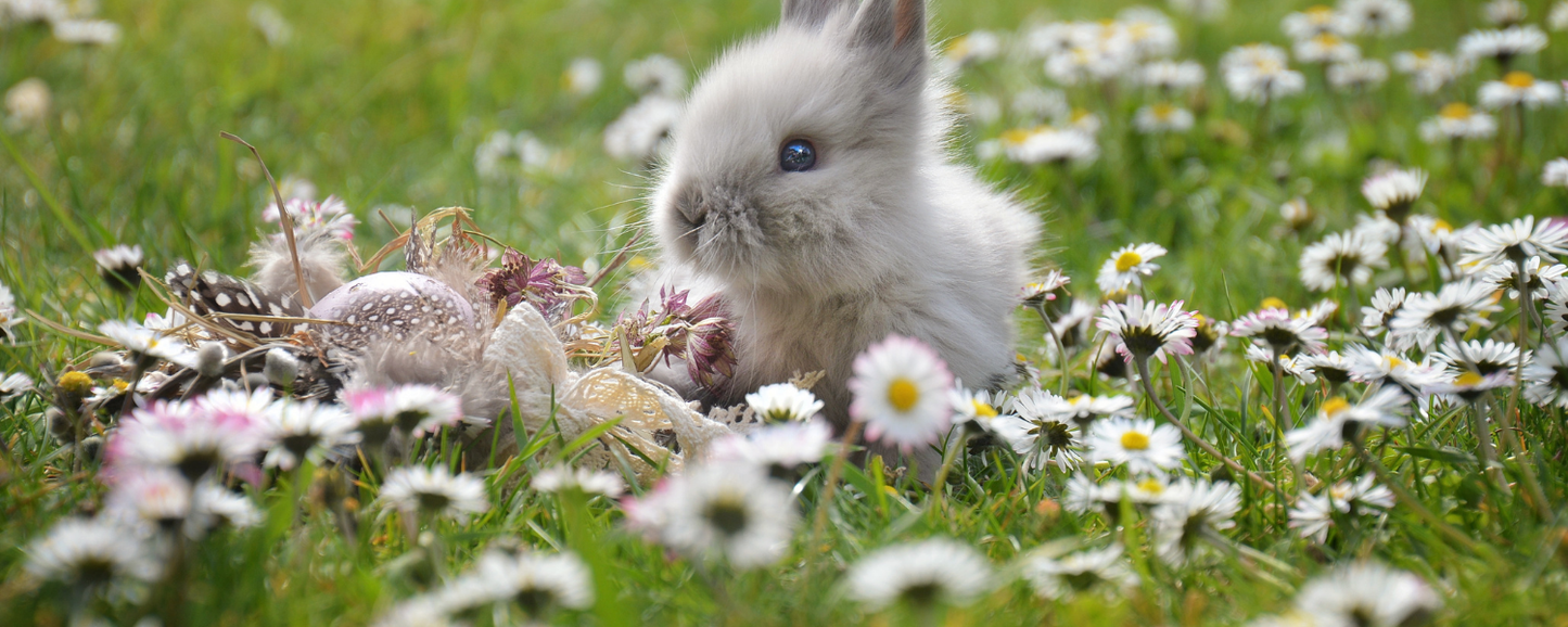 Location Customizable Magnet - Animal Backgrounds BUNNY