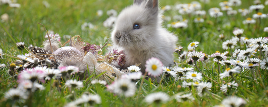 Location Customizable Magnet - Animal Backgrounds BUNNY