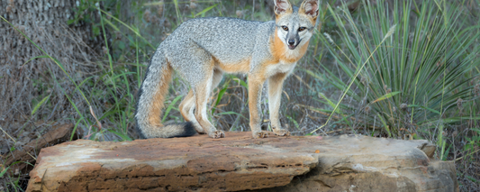 Location Customizable Magnet - Animal Backgrounds GRAY FOX