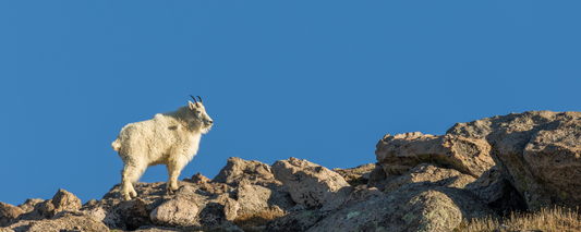 Location Customizable Magnet - Animal Backgrounds MOUNTAIN GOAT