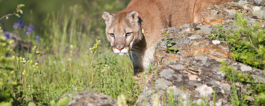 Location Customizable Magnet - Animal Backgrounds MOUNTAIN LION