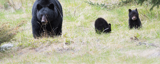 Location Customizable Magnet - Animal Backgrounds BLACK BEARS