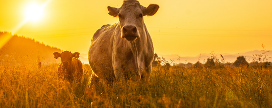 Location Customizable Magnet - Animal Backgrounds COWS IN FIELD