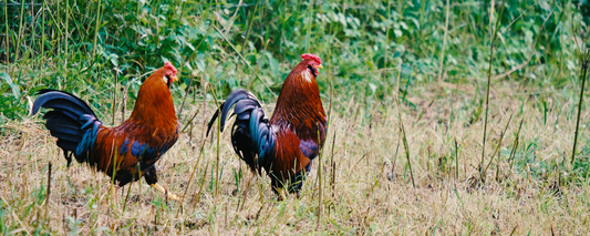 Location Customizable Magnet - Animal Backgrounds CHICKENS